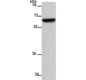 SLC22A8 Antibody from Signalway Antibody (37200) - Antibodies.com