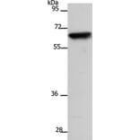 SLC22A8 Antibody from Signalway Antibody (37200) - Antibodies.com