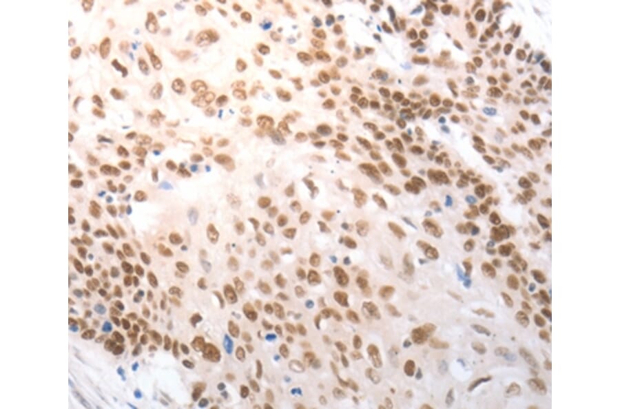 Immunohistochemistry - SLC22A8 Antibody from Signalway Antibody (37200) - Antibodies.com