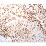 Immunohistochemistry - SLC22A8 Antibody from Signalway Antibody (37200) - Antibodies.com