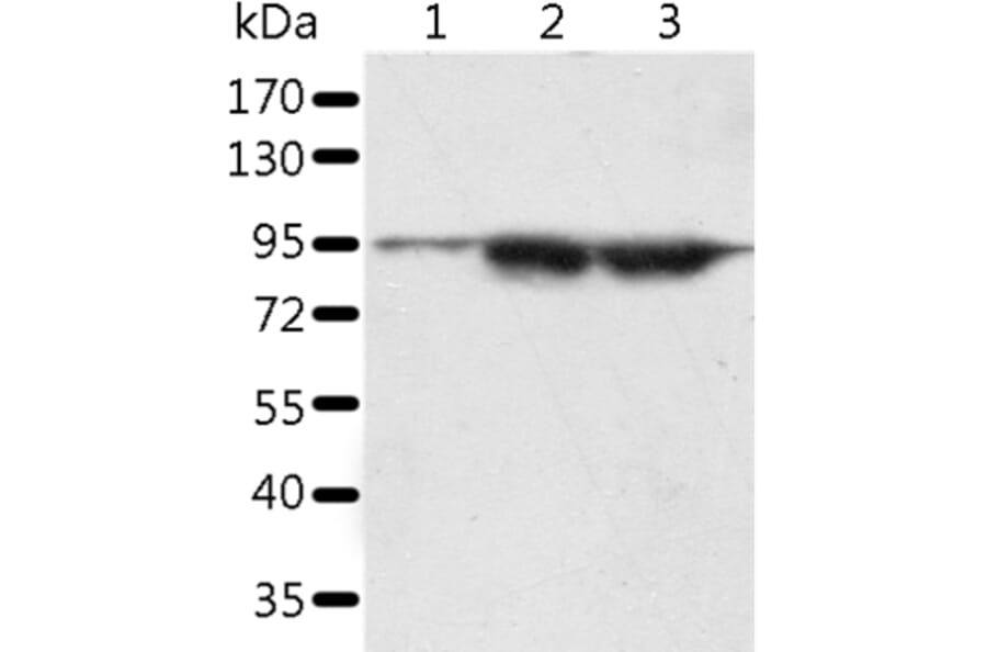 SPATA20 Antibody from Signalway Antibody (37253) - Antibodies.com