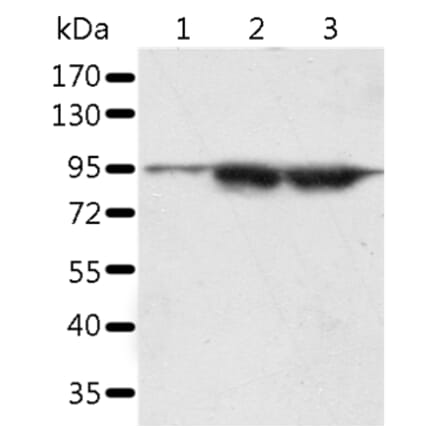SPATA20 Antibody from Signalway Antibody (37253) - Antibodies.com