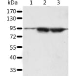 SPATA20 Antibody from Signalway Antibody (37253) - Antibodies.com