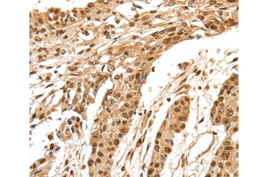 Immunohistochemistry - SPATA20 Antibody from Signalway Antibody (37253) - Antibodies.com