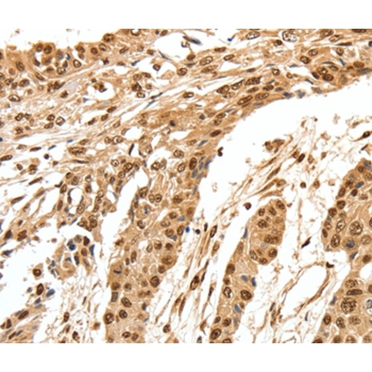 Immunohistochemistry - SPATA20 Antibody from Signalway Antibody (37253) - Antibodies.com
