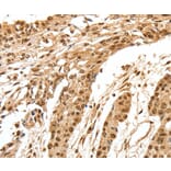Immunohistochemistry - SPATA20 Antibody from Signalway Antibody (37253) - Antibodies.com