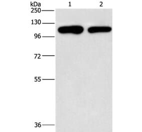 PIP5K1C Antibody from Signalway Antibody (37375) - Antibodies.com