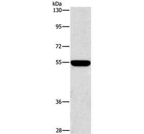 SIGLEC7 Antibody from Signalway Antibody (37470) - Antibodies.com
