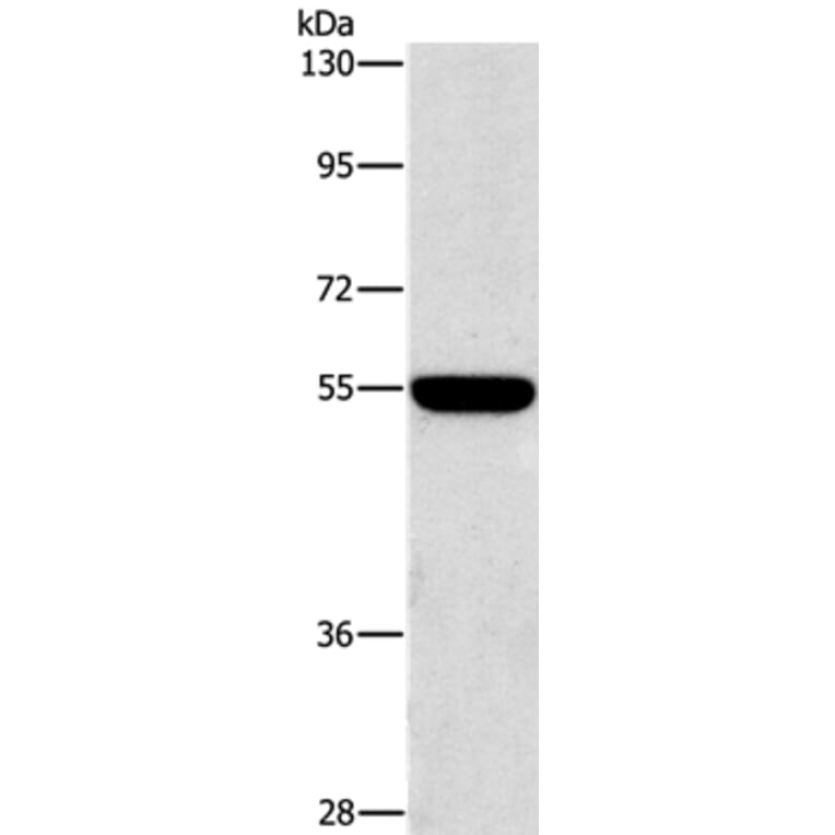 SIGLEC7 Antibody from Signalway Antibody (37470) - Antibodies.com