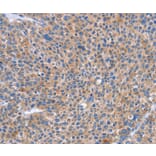 Immunohistochemistry - SIGLEC7 Antibody from Signalway Antibody (37470) - Antibodies.com