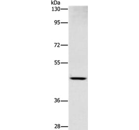 SIGLEC6 Antibody from Signalway Antibody (37473) - Antibodies.com
