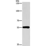 CYP46A1 Antibody from Signalway Antibody (37515) - Antibodies.com