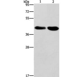 STK17A Antibody from Signalway Antibody (37538) - Antibodies.com