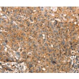 Immunohistochemistry - STK17A Antibody from Signalway Antibody (37538) - Antibodies.com