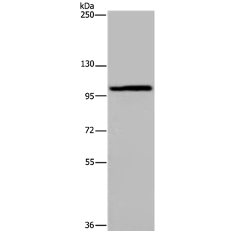 MAP3K11 Antibody from Signalway Antibody (37733) - Antibodies.com