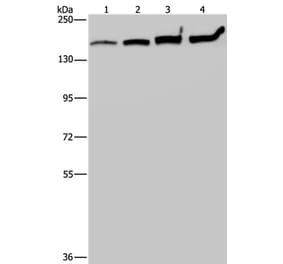MYBBP1A Antibody from Signalway Antibody (37746) - Antibodies.com