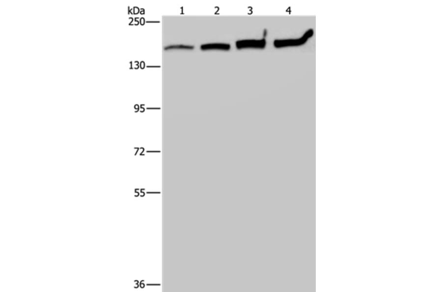 MYBBP1A Antibody from Signalway Antibody (37746) - Antibodies.com