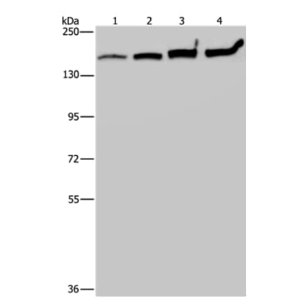 MYBBP1A Antibody from Signalway Antibody (37746) - Antibodies.com