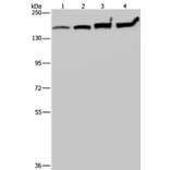 MYBBP1A Antibody from Signalway Antibody (37746) - Antibodies.com