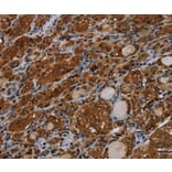 Immunohistochemistry - MYBBP1A Antibody from Signalway Antibody (37746) - Antibodies.com