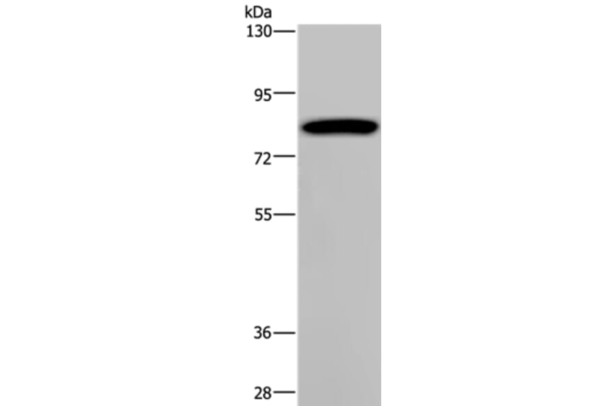 PCDHAC1 Antibody from Signalway Antibody (37802) - Antibodies.com