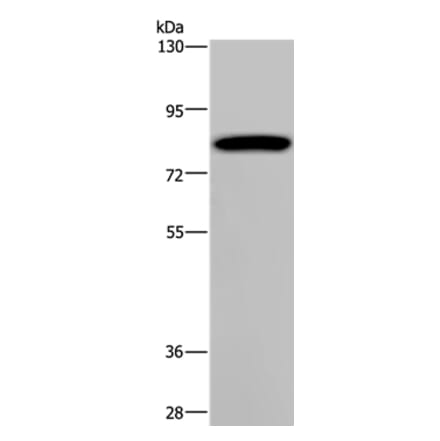 PCDHAC1 Antibody from Signalway Antibody (37802) - Antibodies.com