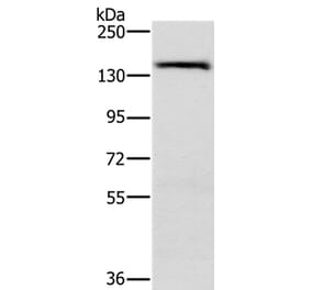 PPP2R3A Antibody from Signalway Antibody (37845) - Antibodies.com