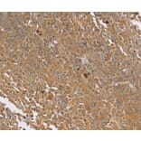 Immunohistochemistry - PTPN20B Antibody from Signalway Antibody (37850) - Antibodies.com