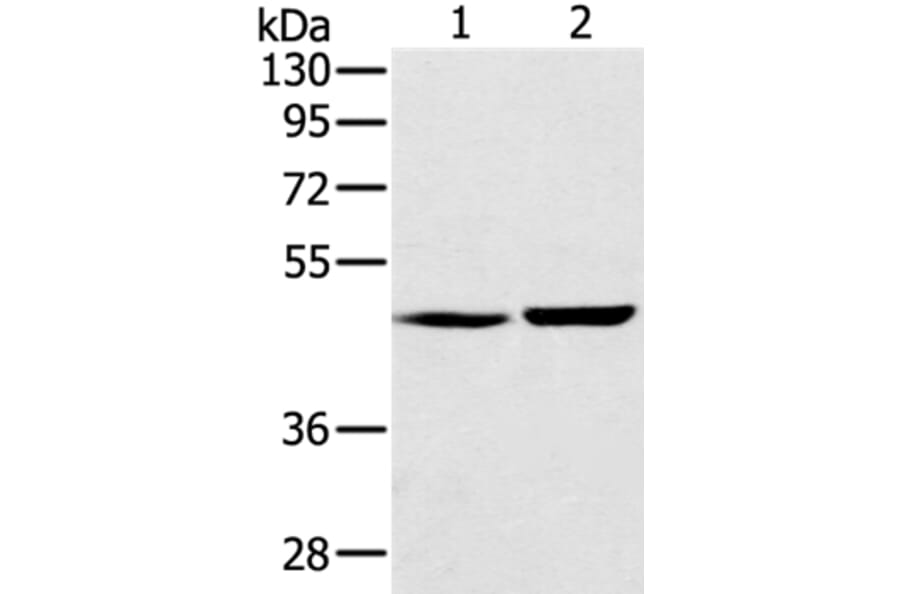 SEC14L2 Antibody from Signalway Antibody (37904) - Antibodies.com
