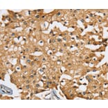Immunohistochemistry - SEC14L2 Antibody from Signalway Antibody (37904) - Antibodies.com