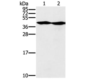 MORF4L1 Antibody from Signalway Antibody (37909) - Antibodies.com