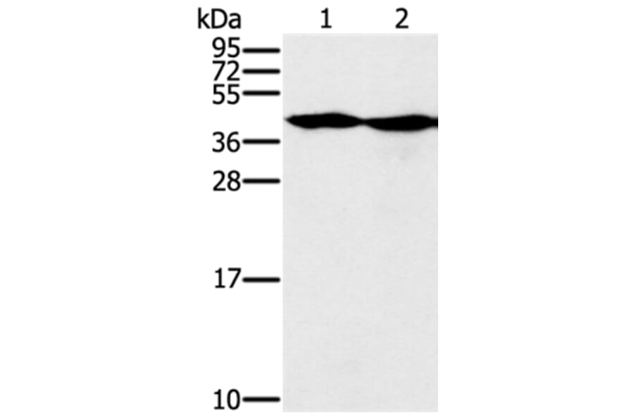 MORF4L1 Antibody from Signalway Antibody (37909) - Antibodies.com