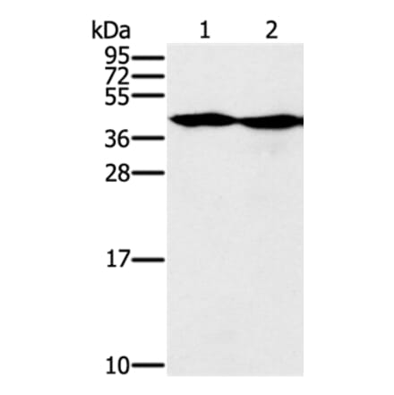 MORF4L1 Antibody from Signalway Antibody (37909) - Antibodies.com