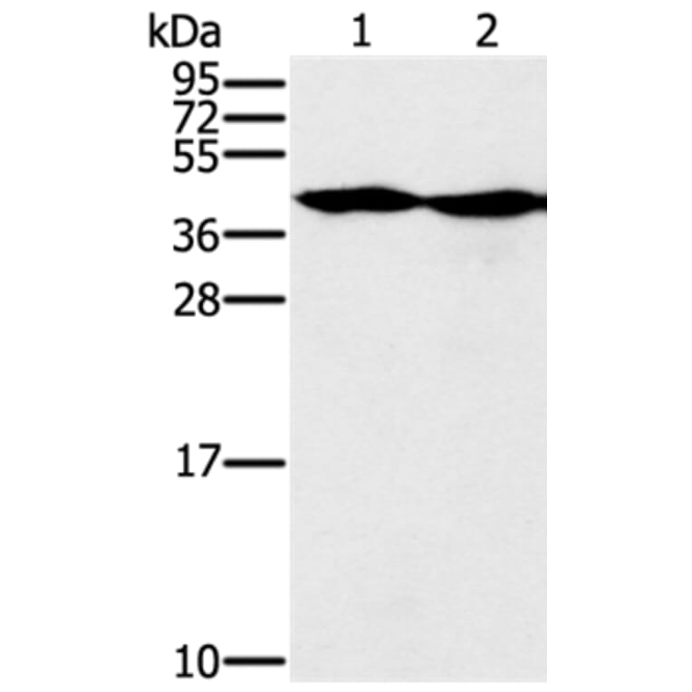 MORF4L1 Antibody from Signalway Antibody (37909) - Antibodies.com
