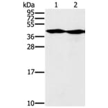 MORF4L1 Antibody from Signalway Antibody (37909) - Antibodies.com
