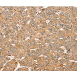 Immunohistochemistry - MORF4L1 Antibody from Signalway Antibody (37909) - Antibodies.com