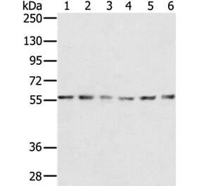 SERINC2 Antibody from Signalway Antibody (37912) - Antibodies.com