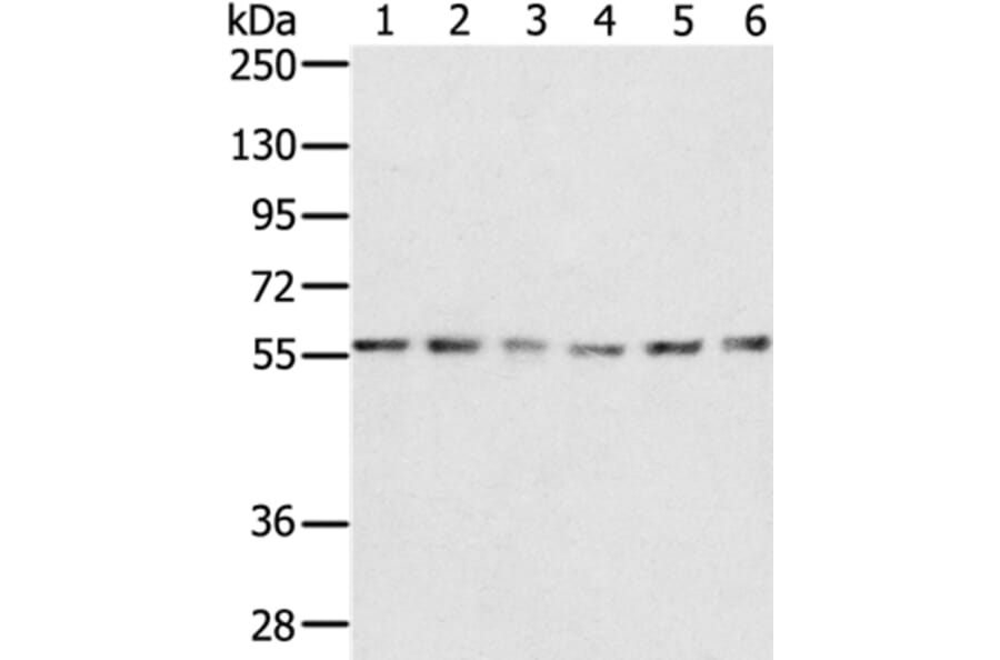 SERINC2 Antibody from Signalway Antibody (37912) - Antibodies.com