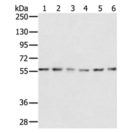 SERINC2 Antibody from Signalway Antibody (37912) - Antibodies.com