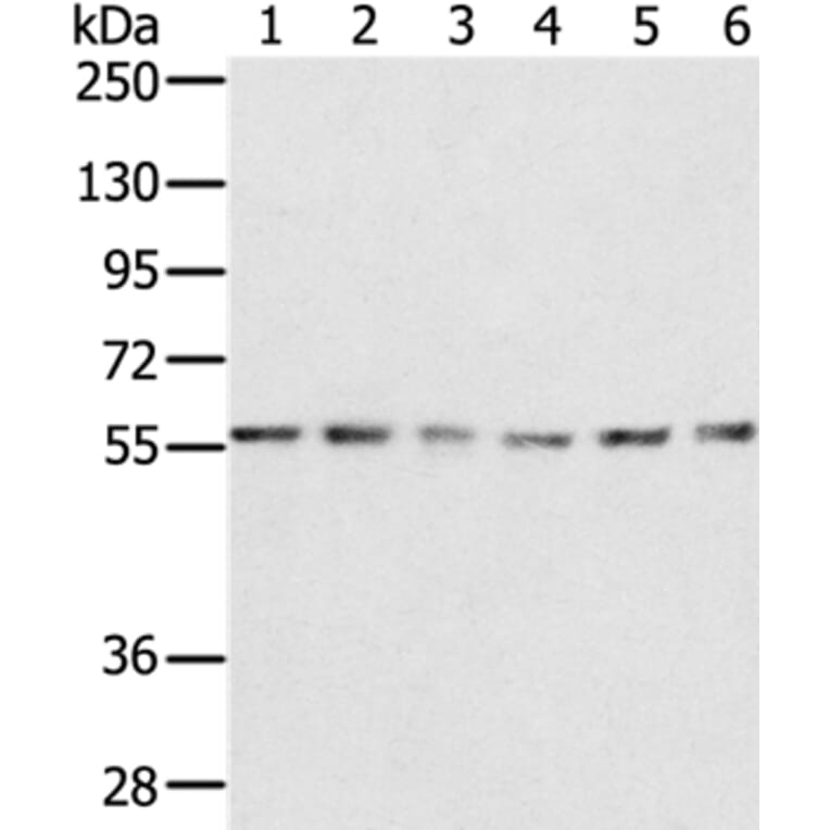 SERINC2 Antibody from Signalway Antibody (37912) - Antibodies.com