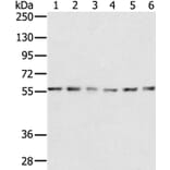 SERINC2 Antibody from Signalway Antibody (37912) - Antibodies.com
