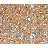 Immunohistochemistry - SERINC2 Antibody from Signalway Antibody (37912) - Antibodies.com