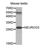 Western blot - NEUROG3 antibody from Signalway Antibody (38461) - Antibodies.com