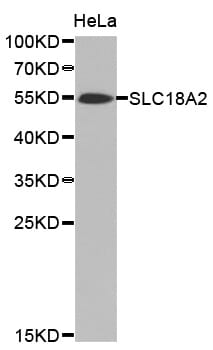 Western blot analysis of extracts of HeLa cell line, using SLC18A2 antibody.