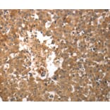 Immunohistochemistry - SLC22A6 antibody from Signalway Antibody (38623) - Antibodies.com