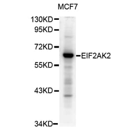 Western blot - Eif2ak2 antibody from Signalway Antibody (38673) - Antibodies.com