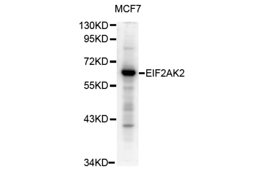 Western blot - Eif2ak2 antibody from Signalway Antibody (38673) - Antibodies.com