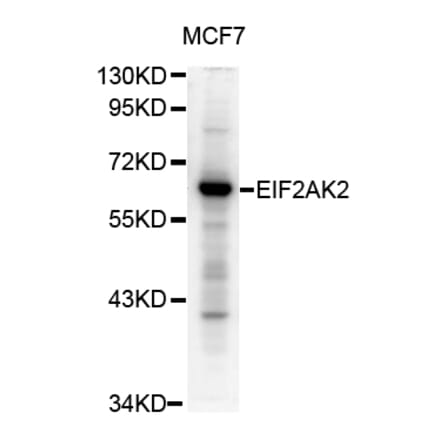 Western blot - Eif2ak2 antibody from Signalway Antibody (38673) - Antibodies.com