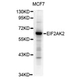 Western blot - Eif2ak2 antibody from Signalway Antibody (38673) - Antibodies.com