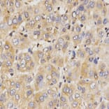 Immunohistochemistry - Eif2ak2 antibody from Signalway Antibody (38673) - Antibodies.com